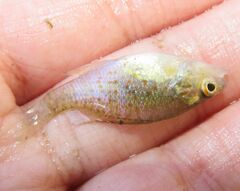 Lepomis humilis
