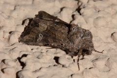 Lacinipolia stricta