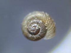 Paralaoma servilis