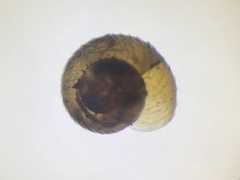 Paralaoma servilis