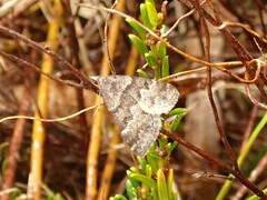 Dichromodes ainaria