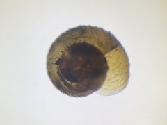 Paralaoma servilis