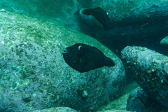 Eubalichthys bucephalus