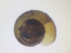 Paralaoma servilis