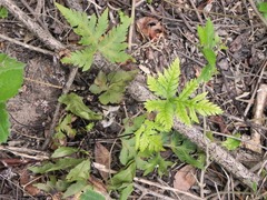 Doryopteris concolor