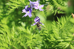 Dasysyrphus intrudens
