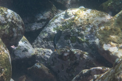 Plectroglyphidodon gascoynei