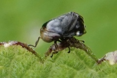 Clastoptera xanthocephala