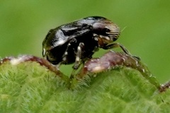 Clastoptera xanthocephala