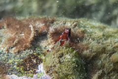 Enneapterygius atrogulare