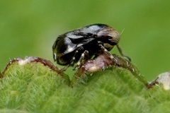 Clastoptera xanthocephala