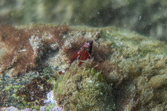 Enneapterygius atrogulare