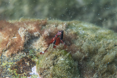 Enneapterygius atrogulare
