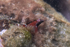 Enneapterygius atrogulare