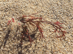 Polygonella articulata