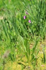 Primula jeffreyi