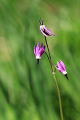 Primula jeffreyi