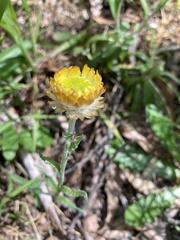 Coronidium scorpioides