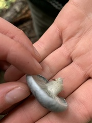Clitocybe odora pacifica
