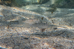 Torquigener pleurogramma