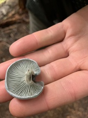 Clitocybe odora pacifica