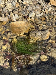 Phyllospadix torreyi