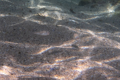 Torquigener pleurogramma