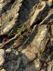 Phyllospadix torreyi