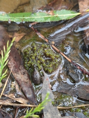 Pseudocrossidium crinitum