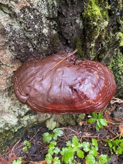 Ganoderma oregonense