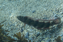 Eupetrichthys angustipes