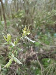 Melaleuca paludicola