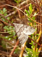 Dichromodes ainaria