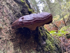 Ganoderma oregonense