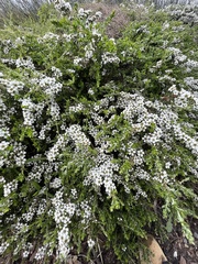 Leptospermum scoparium