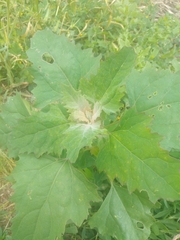 Chenopodium