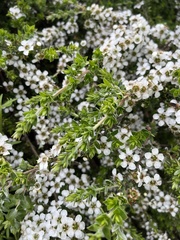 Leptospermum scoparium
