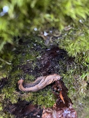 Prophysaon humile
