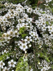 Leptospermum scoparium
