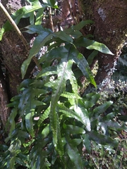 Microsorum pustulatum