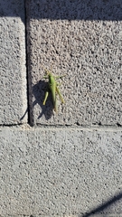 Schistocerca shoshone