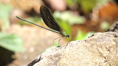 Neurobasis chinensis