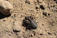 Cicindela depressula