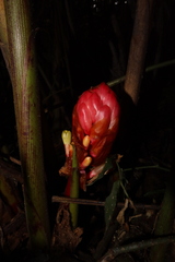 Zingiberaceae