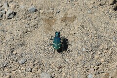 Cicindela depressula