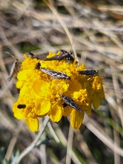 Eriophyllum confertiflorum