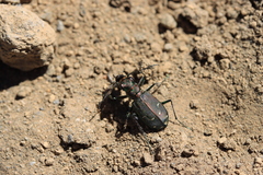 Cicindela depressula