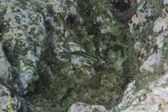 Thalassoma