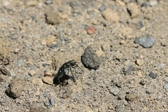 Cicindela depressula