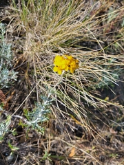 Eriophyllum confertiflorum